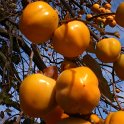 Diospyros kaki fruit